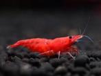 Neocaridina Red Sakura, Kreeft, Krab of Garnaal, Zoetwatervis