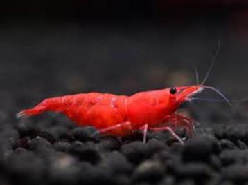 Neocaridina Red Sakura beschikbaar voor biedingen