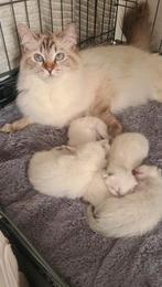 Knuffelbare lynx-Ragdoll x Siamees Chocolate Point kittens, Meerdere dieren, Ontwormd, 0 tot 2 jaar