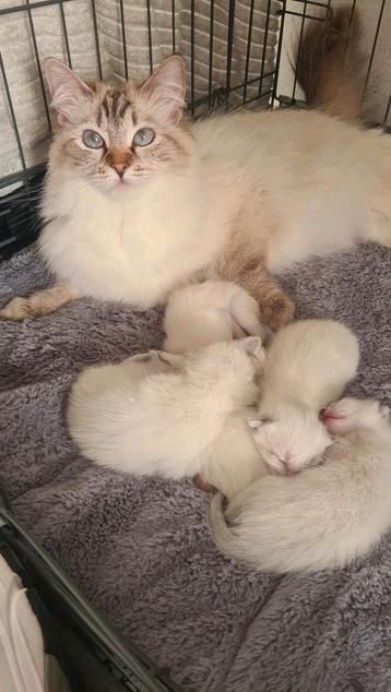 Knuffelbare lynx-Ragdoll x Siamees Chocolate Point kittens beschikbaar voor biedingen