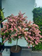 Grote Calliandra Surinamensis!!! In 50cm pot, Tuin en Terras, Ophalen of Verzenden, Zomer, Overige soorten, Volle zon