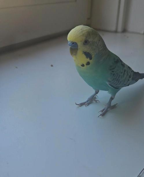 Vogel/cavia/hamster oppas, Dieren en Toebehoren, Vogels | Parkieten en Papegaaien, Parkiet, Mannelijk