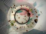 Gratis PosthoornSlakken, Dieren en Toebehoren, Vissen | Aquariumvissen, Slak of Weekdier, Zoetwatervis