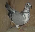 Postduif duivin, Dieren en Toebehoren, Vogels | Duiven, Vrouwelijk, Postduif