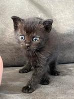 Kruising britse korthaar kittens 4 stuks, Dieren en Toebehoren, Katten en Kittens | Raskatten | Korthaar, Meerdere dieren, Ontwormd