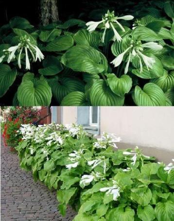Hosta hartlelie funkia vaste tuinplant 4 soorten beschikbaar voor biedingen