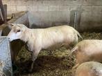 Swifter dekram te Koop, Schaap, Mannelijk, 3 tot 5 jaar