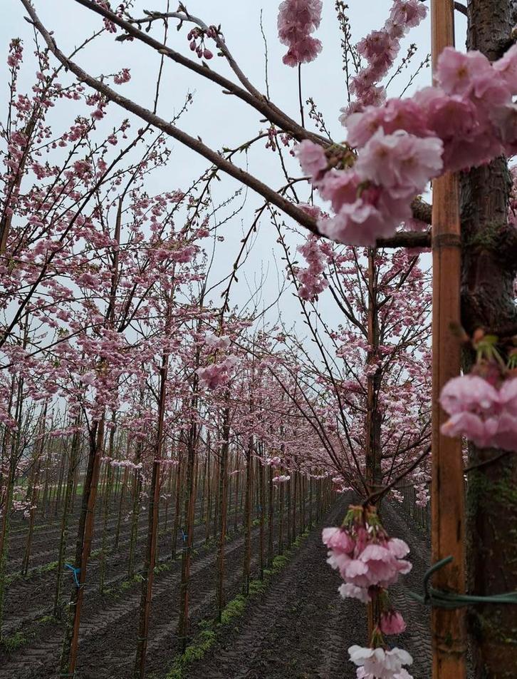 Sierkersen bomen in soorten en maten leverbaar, Tuin en Terras, Planten | Bomen, Overige soorten, Volle zon, Zomer, Ophalen of Verzenden