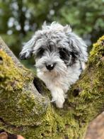 Schattige pups Boomer met Dwergpoedel! Div. Kleuren, Dieren en Toebehoren, Honden | Chihuahua's en Gezelschapshonden, Poedel, Nederland