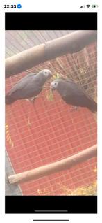 1-1 thimney grijze roodstaart, Meerdere dieren, Papegaai, Geringd