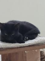 kittens., Dieren en Toebehoren, Katten en Kittens | Raskatten | Korthaar, Kater, Ontwormd, 0 tot 2 jaar