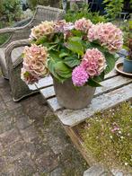 4 x hortensia, Ophalen, Zomer, Overige soorten, Halfschaduw