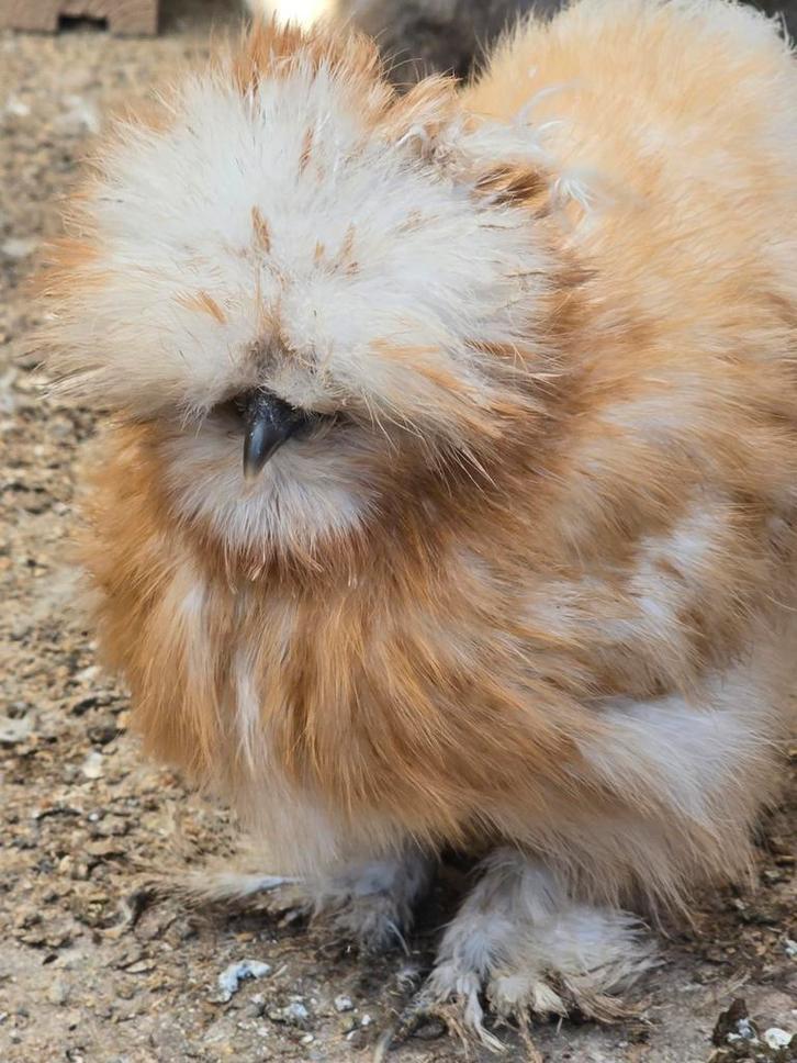 raszuivere usa zijdehoenders, Dieren en Toebehoren, Pluimvee, Kip, Vrouwelijk