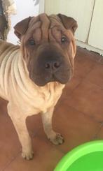 Shar-Pei reu 10 mnd gezond sociaal goed met honden en katten, Dieren en Toebehoren, Particulier, Rabiës (hondsdolheid), 15 weken tot 1 jaar