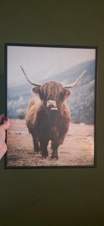Fotoschilderij van buffel voor industriële inrichting  beschikbaar voor biedingen