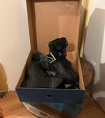 Haix Gore-Tex Zwart Maat 41 nieuw, Nieuw, Ophalen of Verzenden, Zwart, Haix