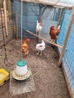 Kippen, 4x, Dieren en Toebehoren, Vrouwelijk, Kip