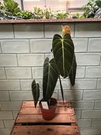 Philodendron spec., Huis en Inrichting, Kamerplanten, Ophalen, Halfschaduw, Minder dan 100 cm