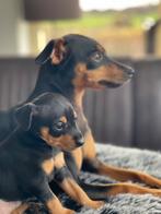 Dwergpinscher / dwerg pinscher pups, Rabiës (hondsdolheid), Overige rassen, 8 tot 15 weken, Meerdere