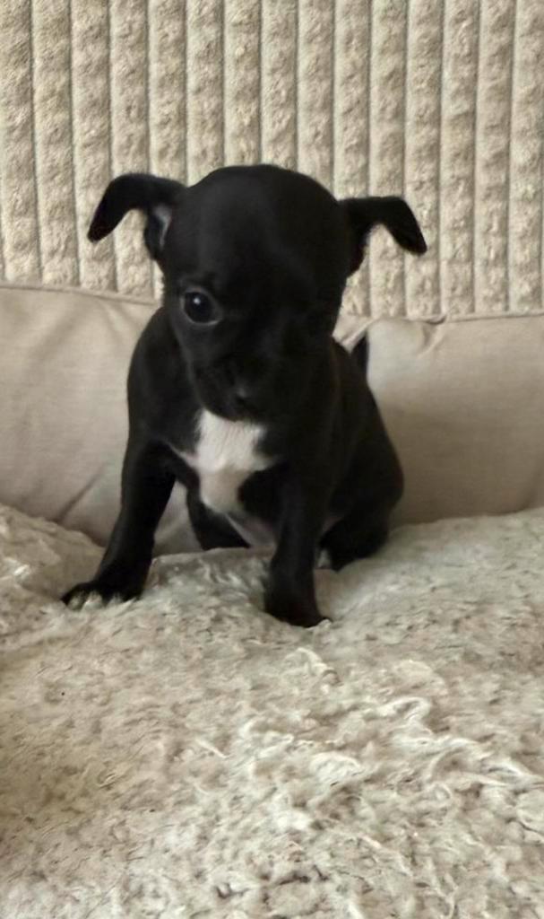 Nog 1 chihuahua  pup teefje te koop zwart / wit, Dieren en Toebehoren, Honden | Chihuahua's en Gezelschapshonden, Teef, Chihuahua