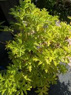 Citroen geranium, Ophalen of Verzenden, Overige soorten, Minder dan 100 cm