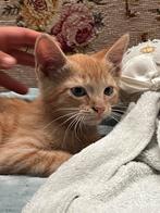 Kitten te koop, Dieren en Toebehoren, Kater, Kortharig