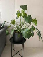 Monstera deliciosa plant., Ophalen, Overige soorten, Halfschaduw, In pot