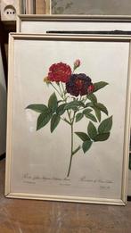 Collectie planten en bloemen printen, Antiek en Kunst, Kunst | Schilderijen | Klassiek, Ophalen of Verzenden