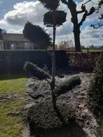 Vormgesnoeide Taxus, Tuin en Terras, Planten | Struiken en Hagen, Ophalen, Taxus
