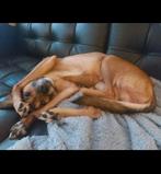 Uitlaatservice voor honden, Ophalen, Nieuw