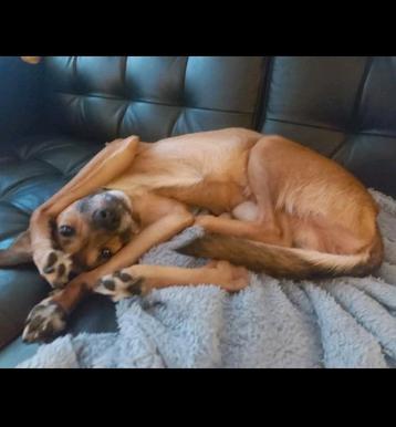 Uitlaatservice voor honden beschikbaar voor biedingen