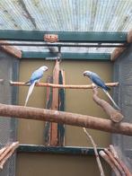 Gevraagd:Halsband violet wkws pop 23/24, Vrouwelijk, Parkiet