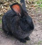 Duitse reus, gecastreerde en geënte ram, Dieren en Toebehoren, Meerdere dieren, Groot
