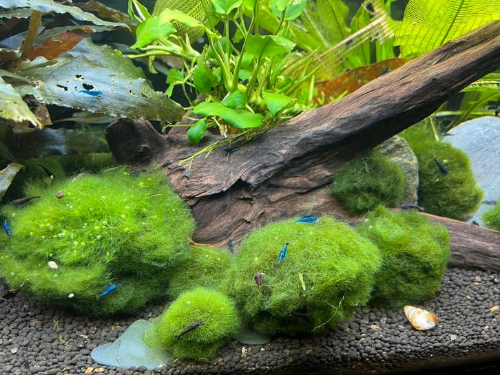 Blauwe garnalen €1-, per stuk, Dieren en Toebehoren, Vissen | Aquariumvissen, Kreeft, Krab of Garnaal