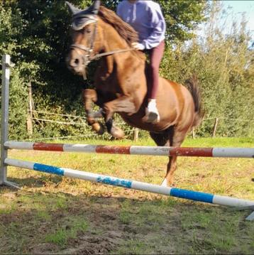 VERZORGPONY/PAARD GEZOCHT! beschikbaar voor biedingen