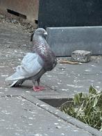 Laudino x kanaria, Dieren en Toebehoren, Vogels | Duiven