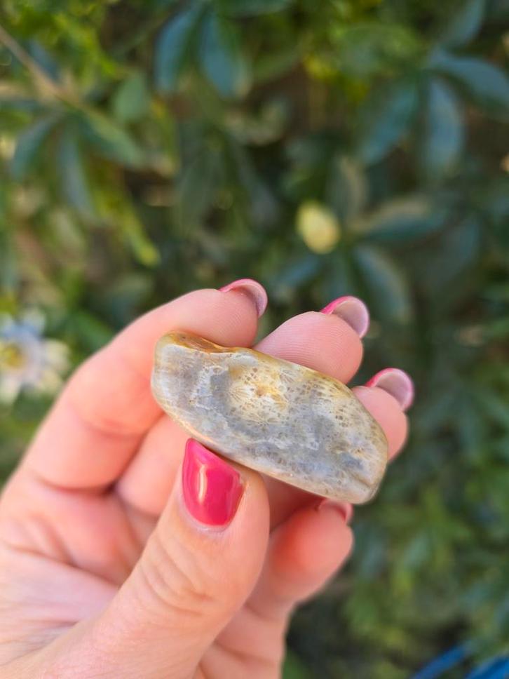 Koraalfossiel, Verzamelen, Mineralen en Fossielen, Fossiel, Ophalen of Verzenden