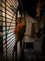 Pyrrhura Pineapple, Dieren en Toebehoren, Vogels | Parkieten en Papegaaien, Vrouwelijk, Papegaai, Tam