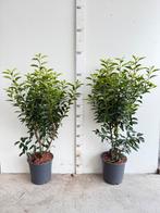 Portugese laurier, Ophalen, Laurier, 100 tot 250 cm