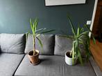 Yukka, Ophalen, Halfschaduw, In pot, Minder dan 100 cm