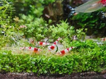 Crystal Red Garnalen (PRL) beschikbaar voor biedingen