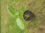 Olifantsoorplant, Dieren en Toebehoren, Overige soorten