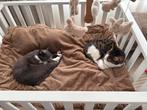 Gratis poesjes, Dieren en Toebehoren, Poes, Gechipt, 0 tot 2 jaar