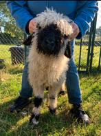 Wallissers schwarznase ramlam, Mannelijk, Schaap