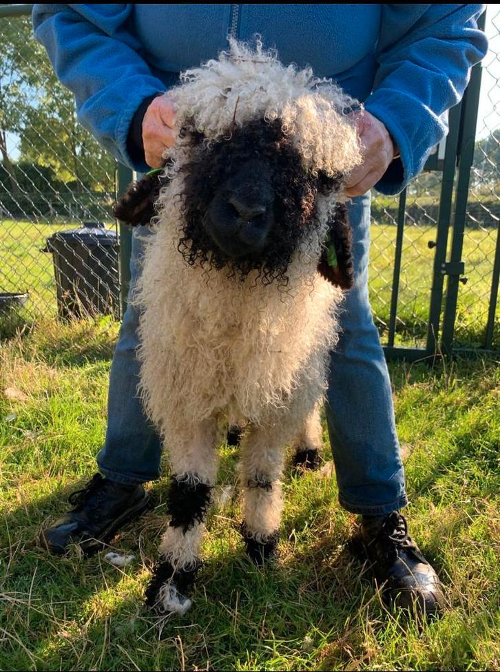 Wallissers schwarznase ramlam, Dieren en Toebehoren, Schapen, Geiten en Varkens, Schaap, Mannelijk
