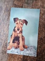 Oude ansichtkaart - Welsh Terriër hondje, Ophalen of Verzenden, Hond of Kat