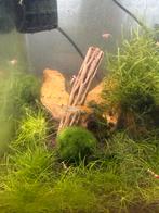 Dennerle Nano Cube 30L met Crystal red & oranje rili garnaal, Ophalen, Gevuld zoetwateraquarium