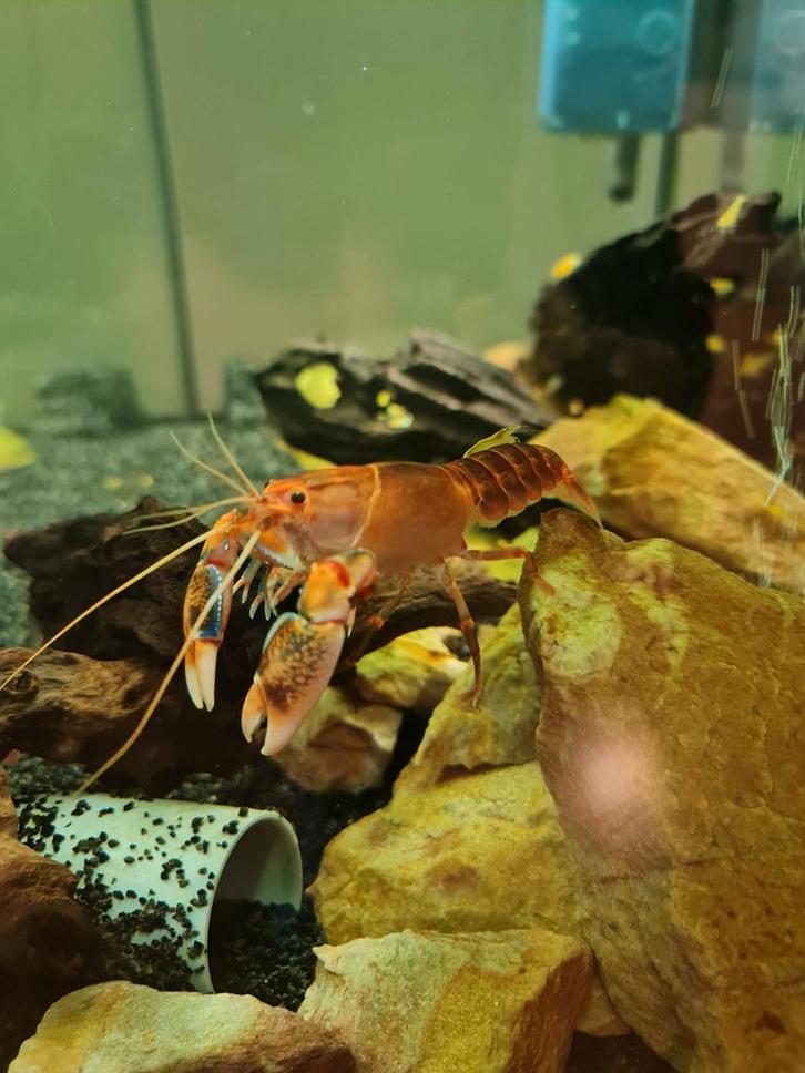 Cherax Destructor Vulcano kreeften (zoetwater), Dieren en Toebehoren, Vissen | Aquaria en Toebehoren, Nieuw, Overige typen, Ophalen