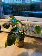 Strelitzia Nicolai met rieten mand, Huis en Inrichting, Ophalen, Overige soorten, Halfschaduw, In pot