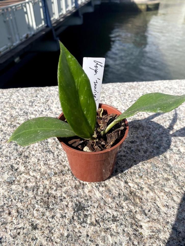 Hoya ‘Sunrise’, Huis en Inrichting, Kamerplanten, Overige soorten, Minder dan 100 cm, Bloeiende kamerplant, Halfschaduw, Ophalen
